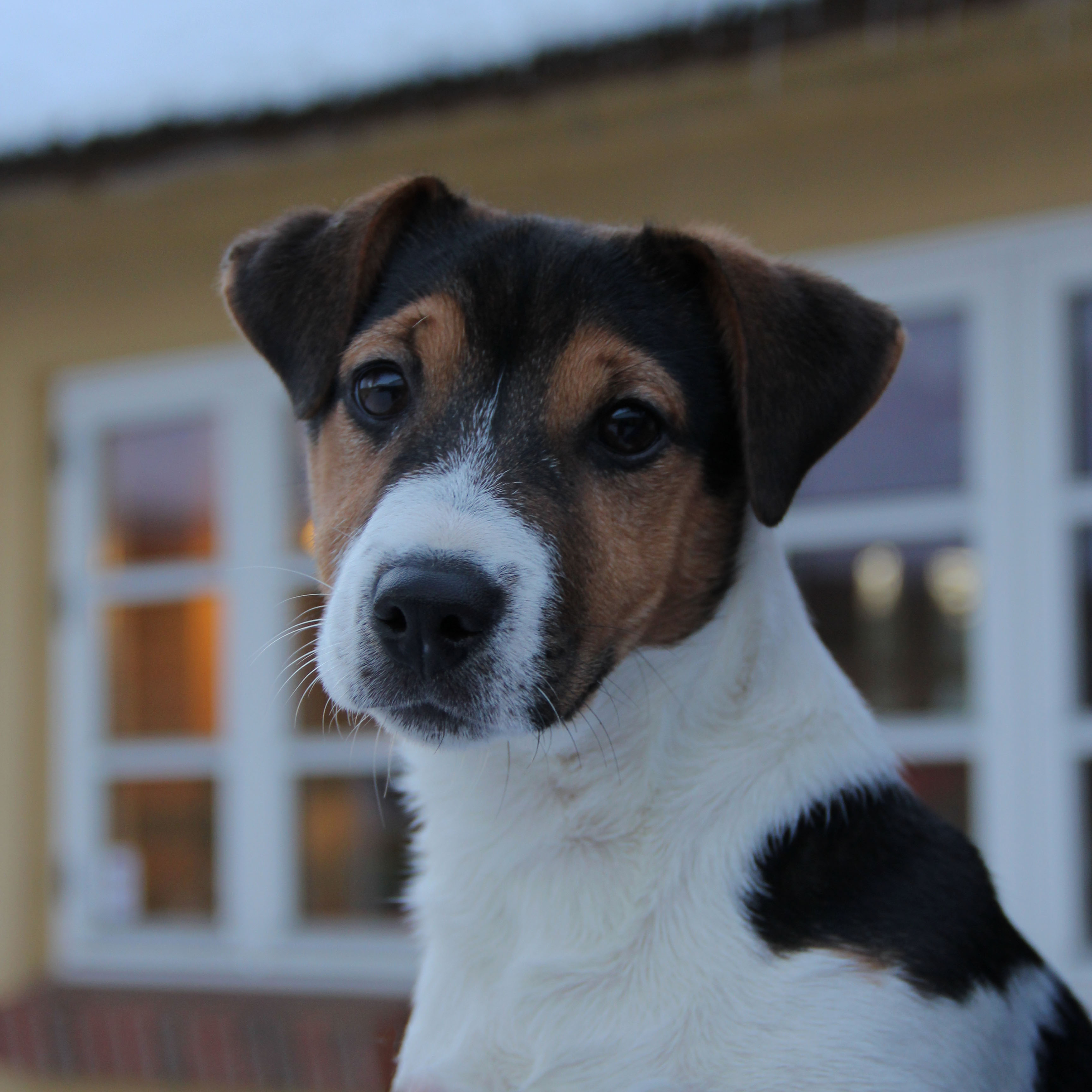 Berdino Januar 2016